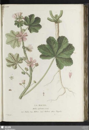 La Mauve