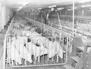 Auszubildende der LPG (T) Schweineproduktion Gladau