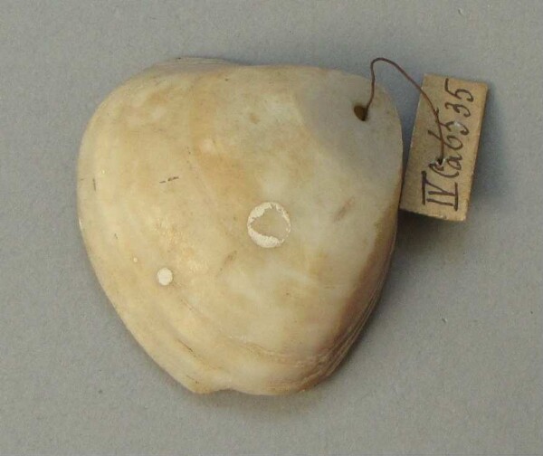 Mussel shell as a pendant (?)