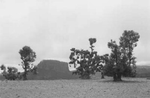 Nutzbäume (Äthiopienreise 1937/1938 - 7. Flugreise nach Dembi Dolo und Ausflüge ins Umland)
