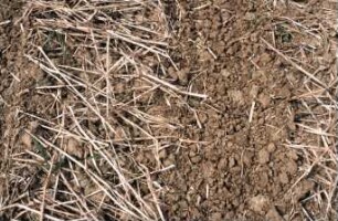 Fotografie: Säverfahren, Einzelkornsaat, Mais, Mulchsaat, Zwischenfrucht
