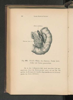 Fig. 305. Dorsale Fläche des Pankreas.