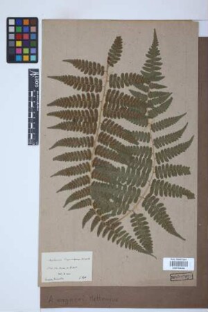 Asplenium wagneri Mett.