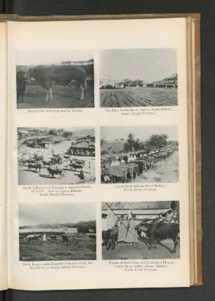 The First Cattle Show, held in Kanko District, South Kankyo Province.