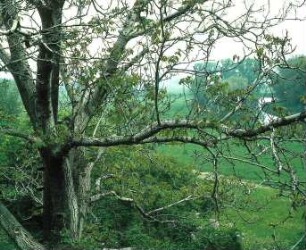 Nußbaum an einem Feldweg, im Hintergrund der Fluß der Unstrut