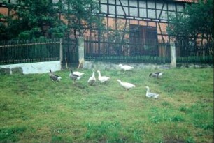 Gänse auf einer Wiese, Zaun und Garten, dahinter Scheune