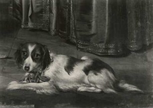 Codde, Pieter. Familienbildnis. Ausschnitt: Hund. Dresden: Staatliche Kunstsammlungen, Gemäldegalerie Alte Meister Inv. Nr. S 167