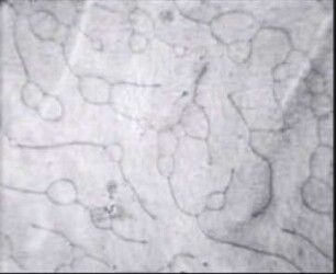 Supraleiter - Zwischenzustand in massiven Bleiproben vom Typ I bei Veränderung des angelegten Magnetfeldes - Bereichsstrukturen unterhalb und in der Umgebung der kritischen Dicke (d[s] = 120 µm)