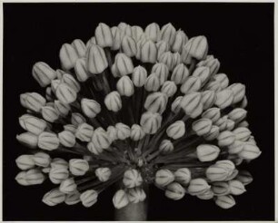 Gartenzwiebel, Blütenknospenstand (Allium cepa)
