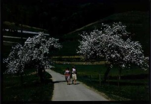 Glottertal, Oberglottertal: Weg unter Blütenbäumen