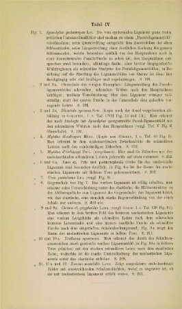[Erläuterungen zu] Tafel IV