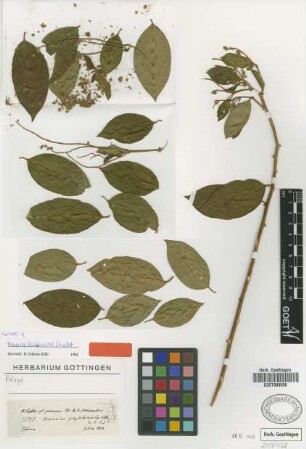 Monnina phytolaccifolia Kunth