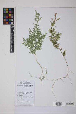 Selaginella involvens (Sw.) Spring