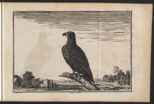 Aigle. III Adler