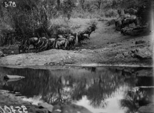 Trinkende Gnus : Eine Herde Gnus beim Trinken an einer Wasserstelle im Nationalpark.