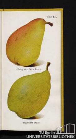 Tafel XIV. Clairgeaus Butterbirne und Präsident Maas.