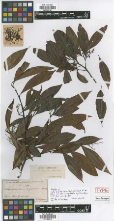 Ocotea corymbosa (Meisn.) Mez [type]