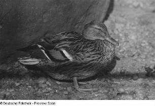 Stockente