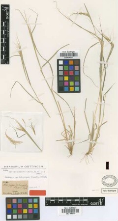 Andropogon schangulensis Rupr. ex Steud.