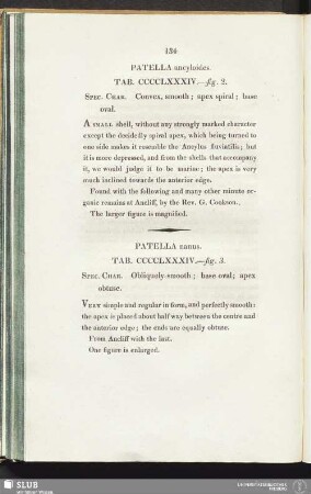 Patella nanus. Tab. CCCCLXXXIV. - fig. 3
