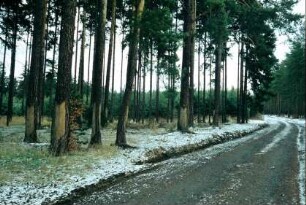 Waldweg zwischen Fichten, die zur Harzgewinnung genutzt wurden