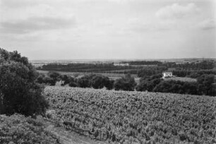 Wein und Apfelsinen Pflanzung : Blick über Felder mit Weinstöcken und Orangenbäumen, dazwischen Getreide.