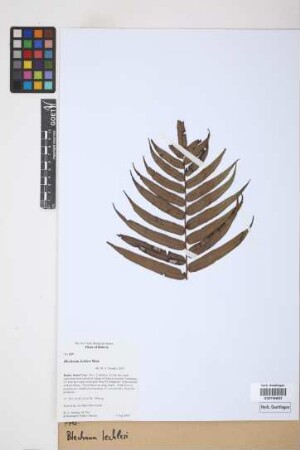 Blechnum lechleri Mett.