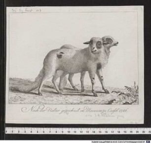 Nach der Natur gezeichnet im Museum zu Cassel. 1786.