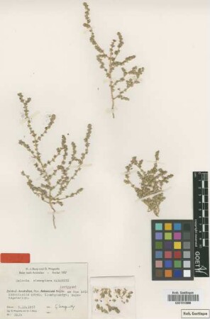 Salsola stenoptera Wagenitz[isotype]