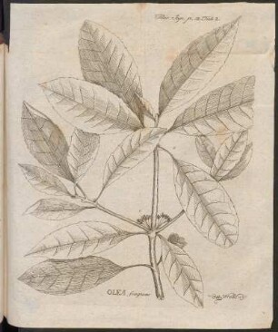 Olea fragrans