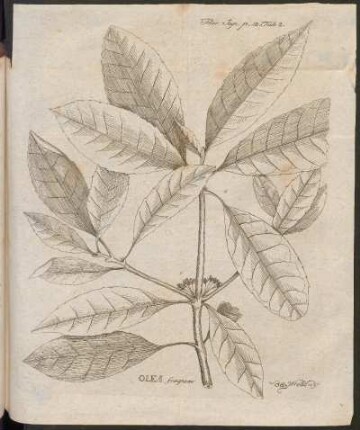 Olea fragrans