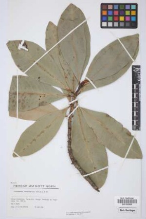 Pleiomeris canariensis (Willd.) A. DC.