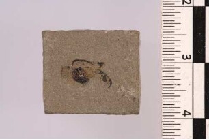 Laufkäfer (Lebia sp.)