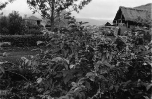 Kaffeepflanze : Blühender Kaffeebusch mit Kaffeekirschen