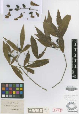 Trichilia hieronymi Griseb.