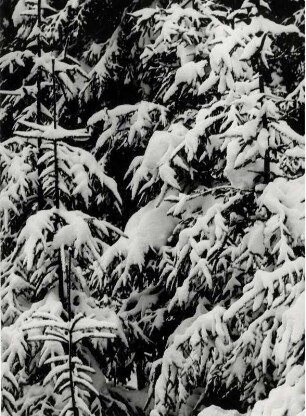 Nadelwald im Winter