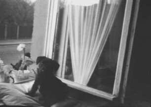 Hund vor einem Fenster in Dresden-Laubegast