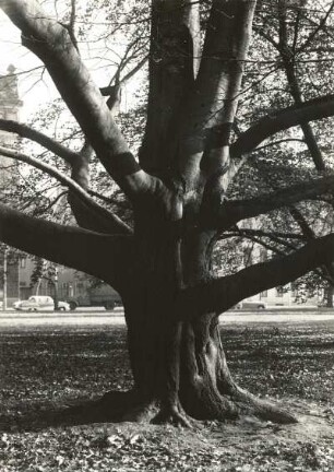 Dresden-Neustadt. Buche (Fagus silvatica) im Park am Japanischen Palais