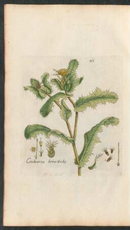 183. Centaurea benedicta