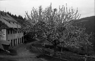 Schlegelhof mit Blütenbaum