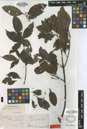 Ocotea eggersiana Mez [type]