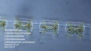 Lithodesmium undulatum Sylt 2016
