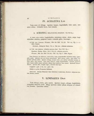 V. Limnaeus. Drap.