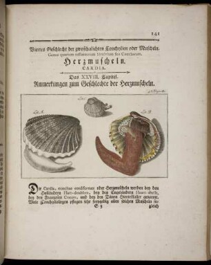 Viertes Geschlecht der zwoschalichten Conchylien oder Muscheln. Herzmuscheln.