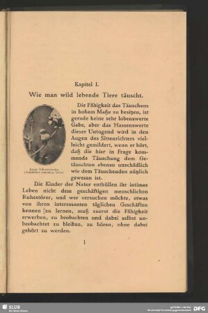 Junge Schwanzmeise, Aegithalus caudatus, Linn.
