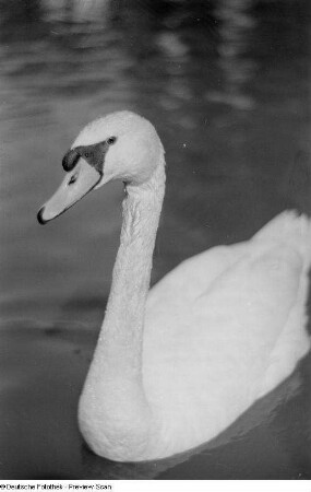 Schwan