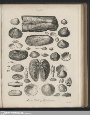 Tab. II. Eocene Shells of Bracklesham