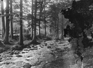 Harz. Ilsetal. Ilse. Ansicht mit Waldweg und Fachwerkhaus