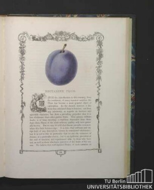 Nectarine Plum.