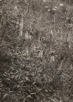 Ähriger Ehrenpreis (Veronica spicata)